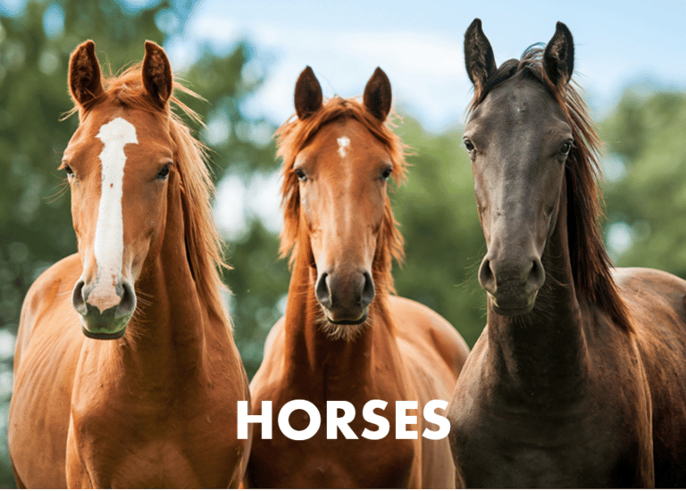 horse parasight system fecals